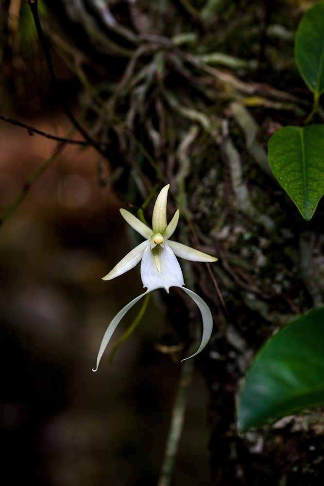 A rare Ghost orchid grows only in swamps in south Florida